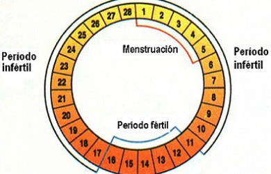El ciclo sexual femenino‏